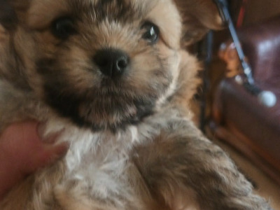 Male Chihuahua x Cairn Terrier puppy in Wicklow