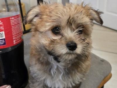 Male Chihuahua x Cairn Terrier puppy in Wicklow