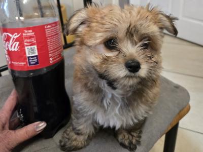 Male Chihuahua x Cairn Terrier puppy in Wicklow