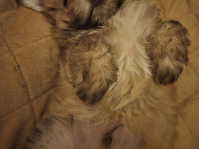 Male Chihuahua x Cairn Terrier puppy in Wicklow