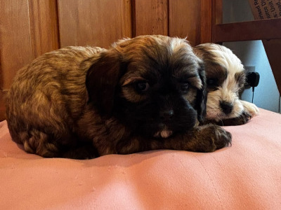 Adorable Shih Tzu X puppies in Wexford