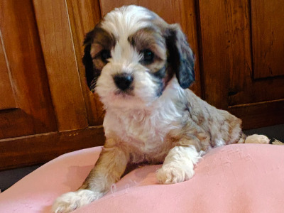 Adorable Shih Tzu X puppies in Wexford