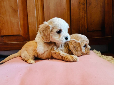 Adorable Shih Tzu X puppies in Wexford