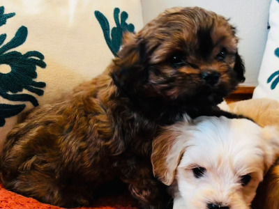 Adorable Shih Tzu X puppies in Wexford