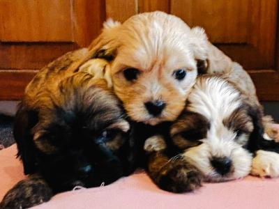 Adorable Shih Tzu X puppies in Wexford