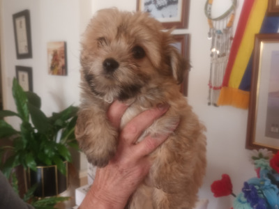 Male Chihuahua x Cairn Terrier puppy in Wicklow