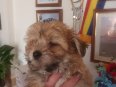 Male Chihuahua x Cairn Terrier puppy in Wicklow