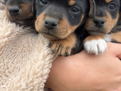 Jack Russell puppies in Cork