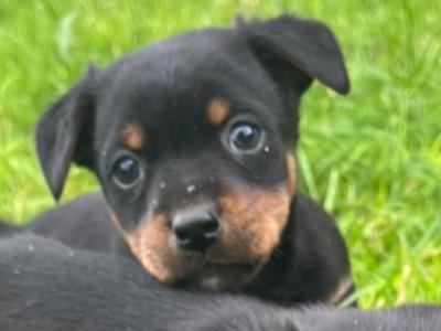 Jack Russell puppies in Cork