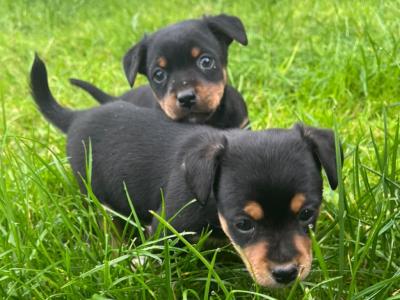 Jack Russell puppies in Cork