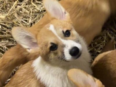 IKC Registered Welsh Corgi Pembroke puppies in Meath