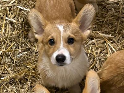 IKC Registered Welsh Corgi Pembroke puppies in Meath
