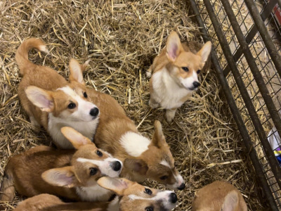 IKC Registered Welsh Corgi Pembroke puppies in Meath