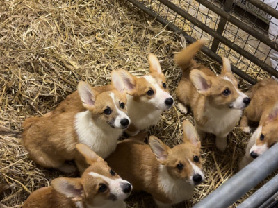 IKC Registered Welsh Corgi Pembroke puppies in Meath