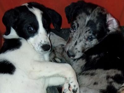 Greengrass Lurcher puppies in Tipperary