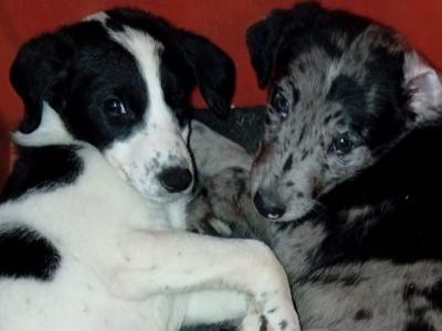 Greengrass Lurcher puppies in Tipperary