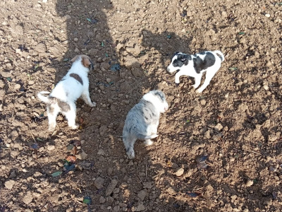 Greengrass Lurcher puppies in Tipperary
