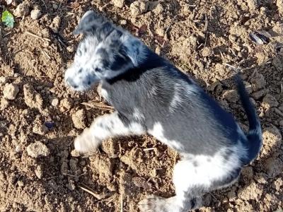 Greengrass Lurcher puppies in Tipperary