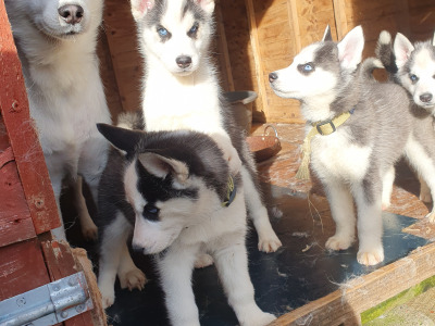 Beautiful purebred Siberian Husky puppies 😍 in Wexford ❤️