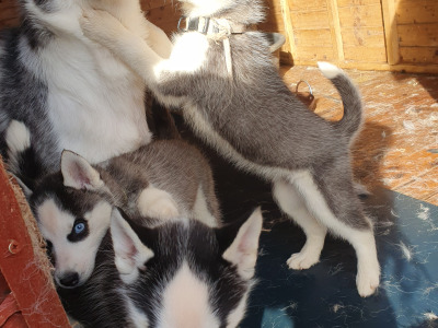 Beautiful purebred Siberian Husky puppies 😍 in Wexford ❤️