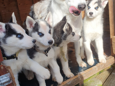 Beautiful purebred Siberian Husky puppies 😍 in Wexford ❤️