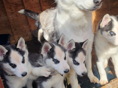 Beautiful purebred Siberian Husky puppies 😍 in Wexford ❤️