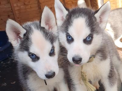 Beautiful purebred Siberian Husky puppies 😍 in Wexford ❤️