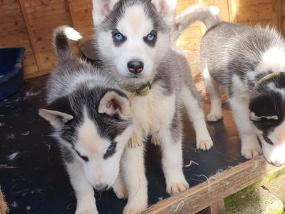 Beautiful purebred Siberian Husky puppies 😍 in Wexford ❤️