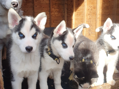 Beautiful purebred Siberian Husky puppies 😍 in Wexford ❤️