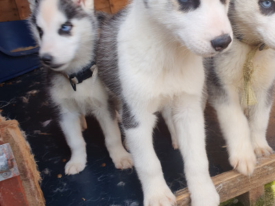 Beautiful purebred Siberian Husky puppies 😍 in Wexford ❤️