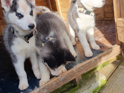 Beautiful purebred Siberian Husky puppies 😍 in Wexford ❤️