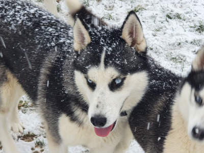 Beautiful purebred Siberian Husky puppies 😍 in Wexford ❤️