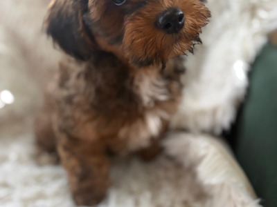 One male maltipoo left