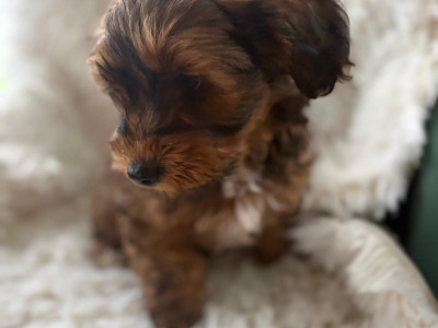 One male maltipoo left