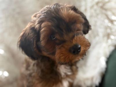 One male maltipoo left