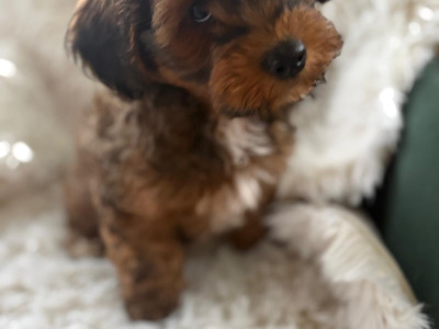 One male maltipoo left