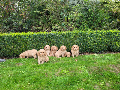 Beautiful Cockapoo puppies 🐶 in Carlow