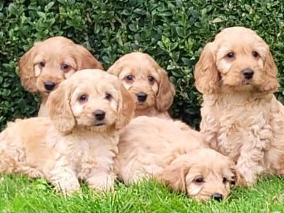 Beautiful Cockapoo puppies 🐶 in Carlow