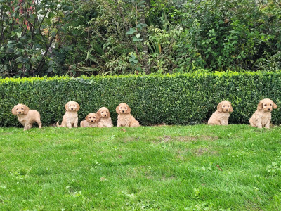 Beautiful Cockapoo puppies 🐶 in Carlow