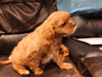 Beautiful IKC Reg (Pending) Cavalier King Charles Spaniel puppies in Sligo