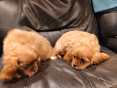 Beautiful IKC Reg (Pending) Cavalier King Charles Spaniel puppies in Sligo