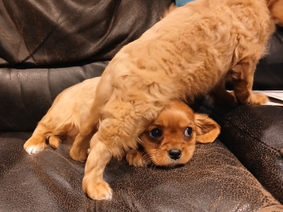 Beautiful IKC Reg (Pending) Cavalier King Charles Spaniel puppies in Sligo