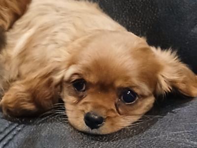 Beautiful IKC Reg (Pending) Cavalier King Charles Spaniel puppies in Sligo