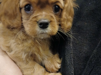 Beautiful IKC Reg (Pending) Cavalier King Charles Spaniel puppies in Sligo
