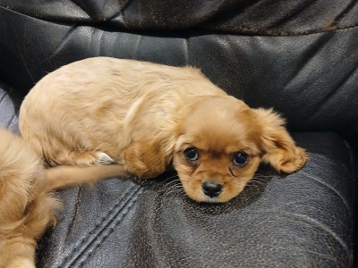 Beautiful IKC Reg (Pending) Cavalier King Charles Spaniel puppies in Sligo