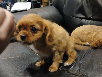 Beautiful IKC Reg (Pending) Cavalier King Charles Spaniel puppies in Sligo