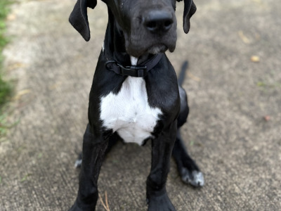 Exceptional pedigree IKC Registered female Great Dane puppy 4 months old in Dublin