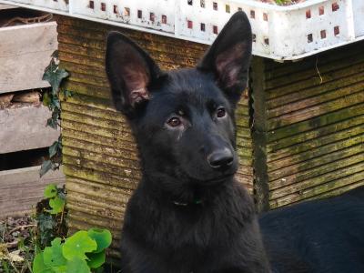 Gorgeous IKC Registered Pure Black German Shepherd puppies for sale in Kerry