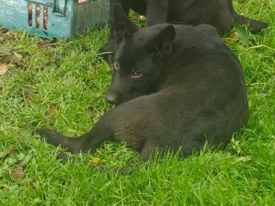 Gorgeous IKC Registered Pure Black German Shepherd puppies for sale in Kerry