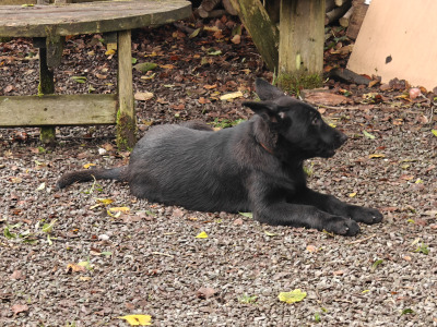 Gorgeous IKC Registered Pure Black German Shepherd puppies for sale in Kerry